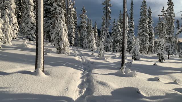 Alpine Sunshine – Central Oregon – Vista Butte Sno-Park – 4K