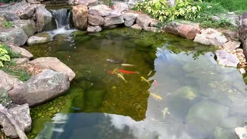 BABY DOLPHINS IN FRESHWATER HOME AQUARIUM!