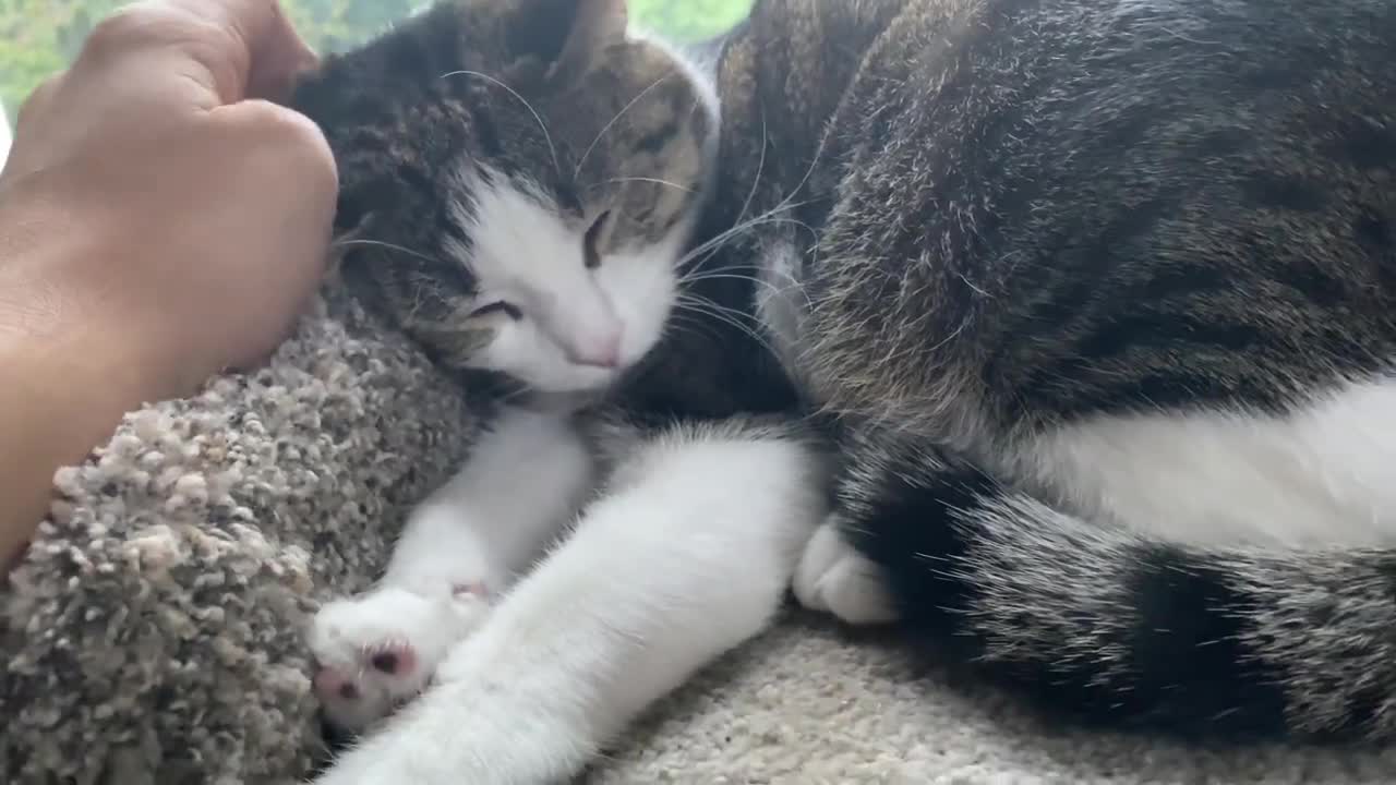 Mr.Meow relaxing on a Sunday morning.