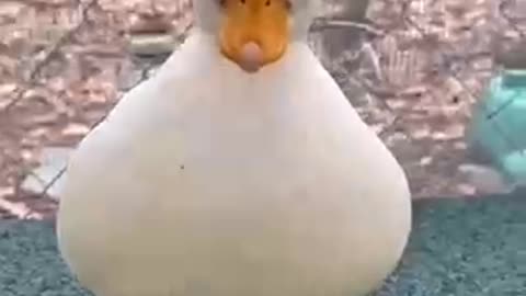 what a cute duck 🐥