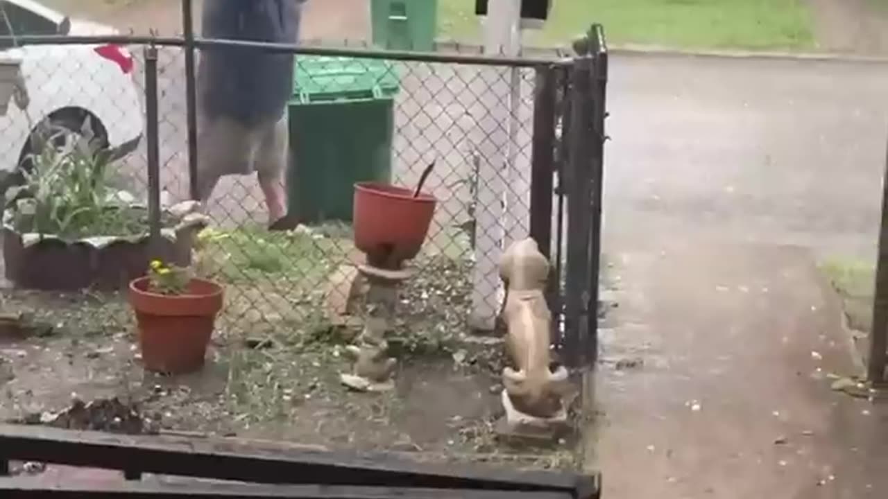 Funny video