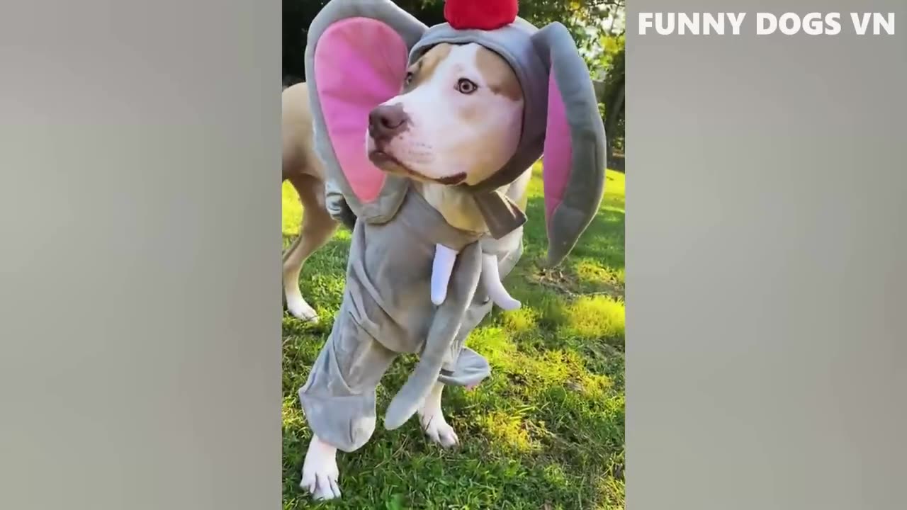 Funniest Animals Videos 2023 😍 Funniest Dogs And Cats 🐱🐶 #35
