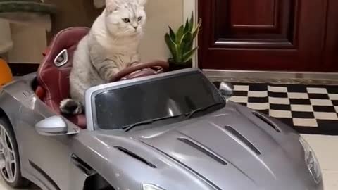 Letthecatdrivethevehicle.