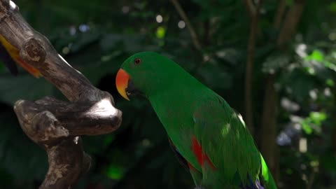 #Beauty of nature parrot 🦜 in Rainforest