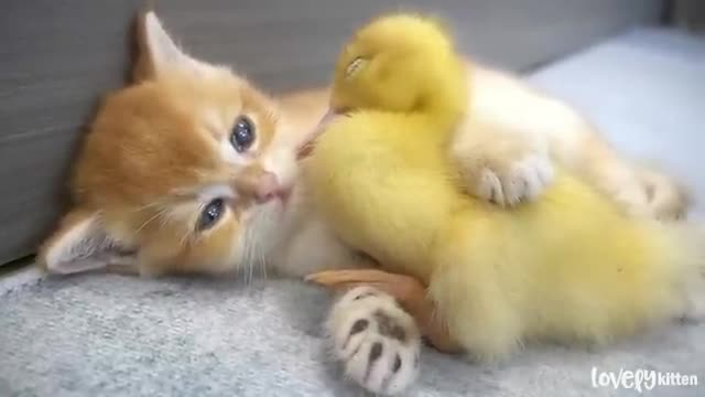 Kitten and little duck || The cutest couple you've ever seen