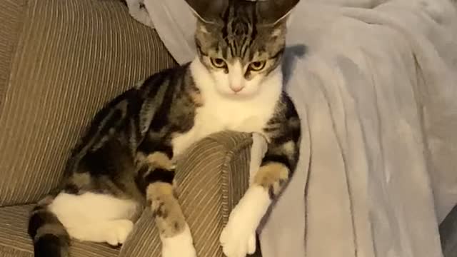 Cat Confused by Sound of Electric Toothbrush