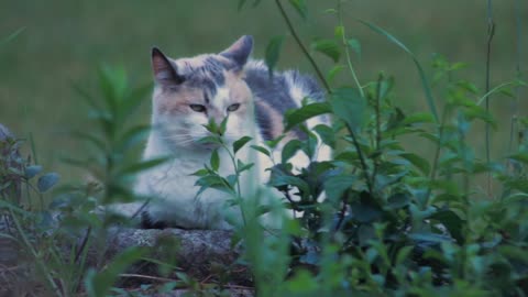 Very cool cat and 🌿🍃nature