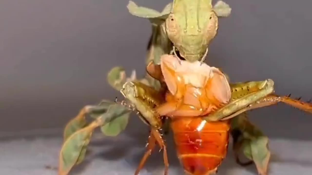 Leaf shape insect eats cockroach