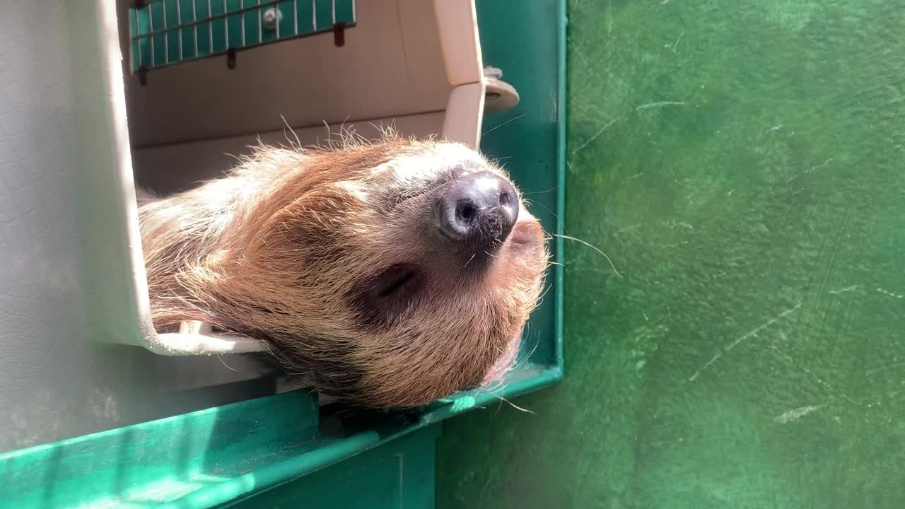 sloth enjoying the sun and yawn