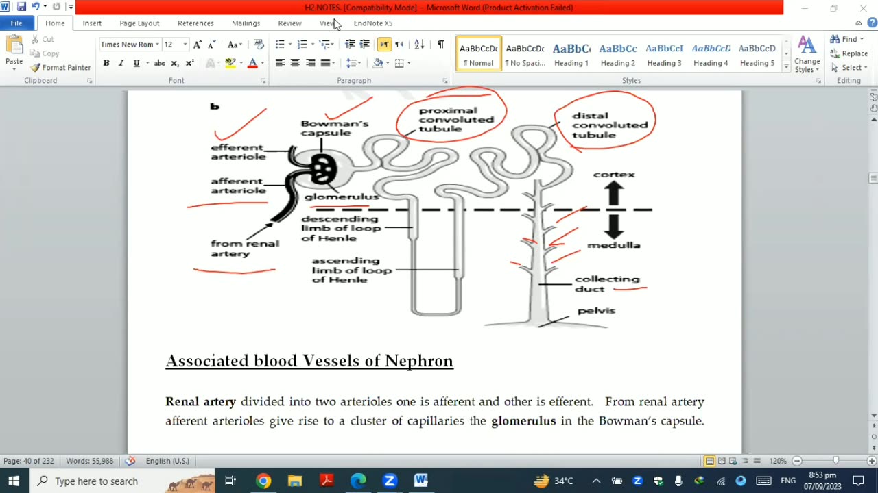 Homeostasis kidney structure