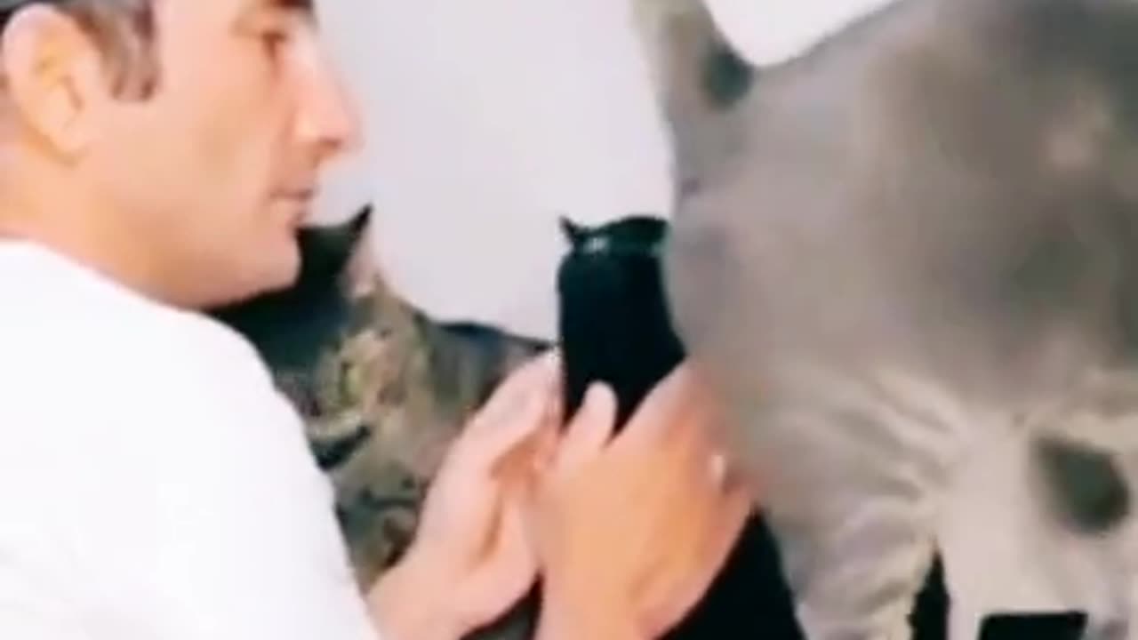 Ever-wondered-how-cats-are-done-44