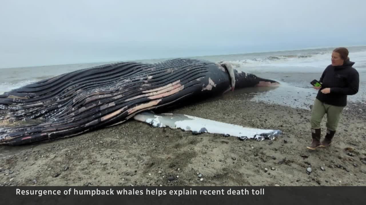 Multiple humpback whales found dead along B.C.’s coast