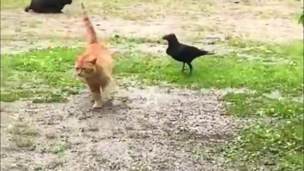 Funny Animal Videos