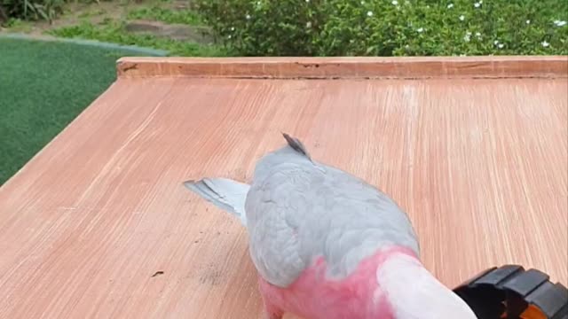 Cute Pink Parrot Shows off Weight Lifting Skill