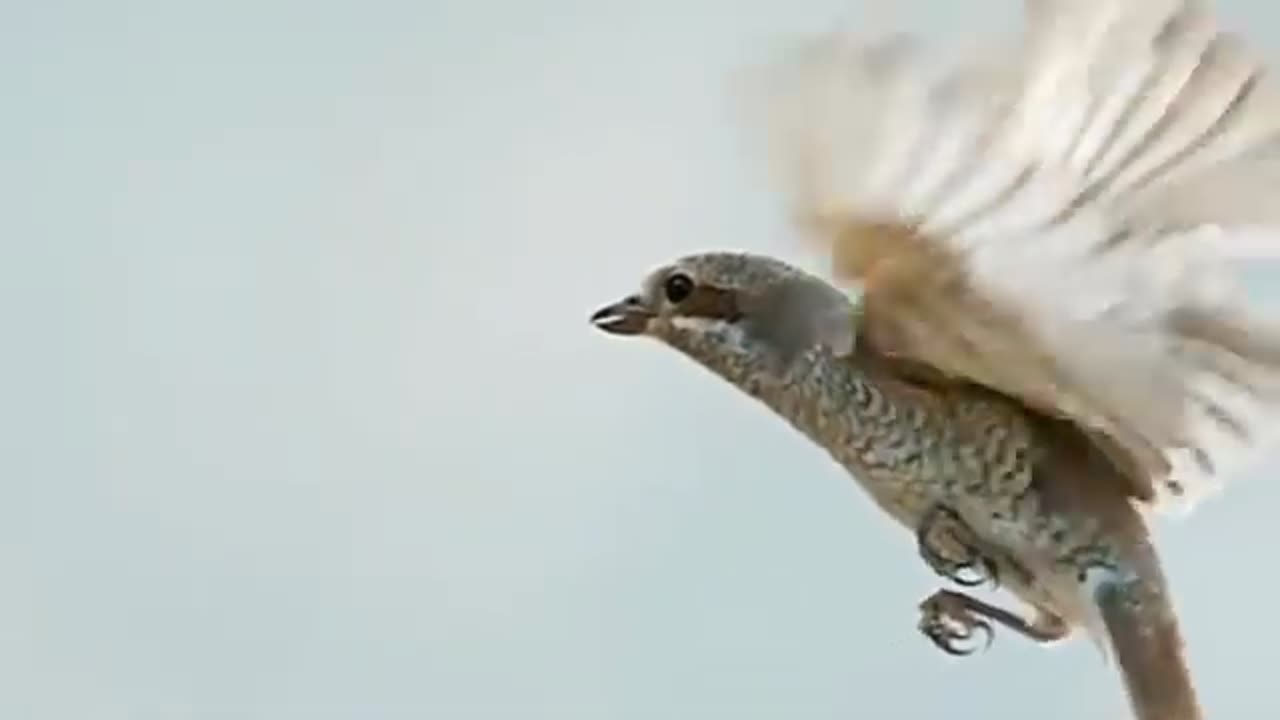 Amazing Eagle catch