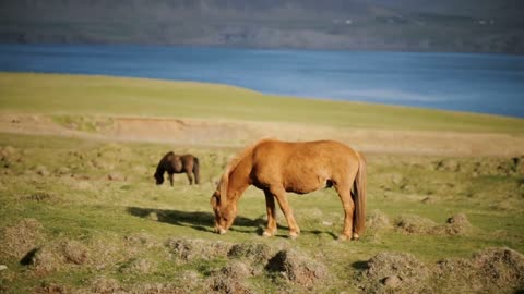 Beautiful Icelandic ginger horse grazing on the meadow. Animal farm outside the city near the water