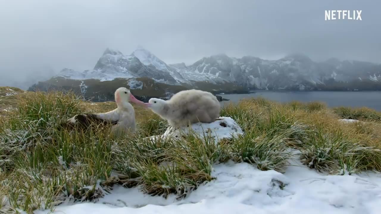 Cutest Baby Animals From Our Planet -- _ Netflix