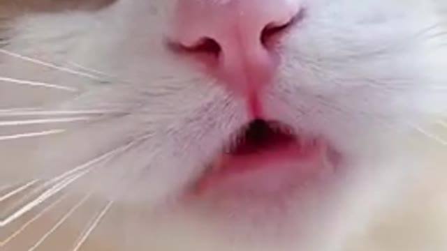 #shorts cat meme & kitten (tik tok video]💘 - funny cats meow baby cute compilation [cat-cash home)