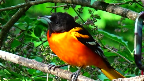 Oriole