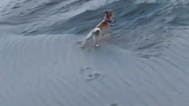 Chihuahua pup out of control happy at the beach