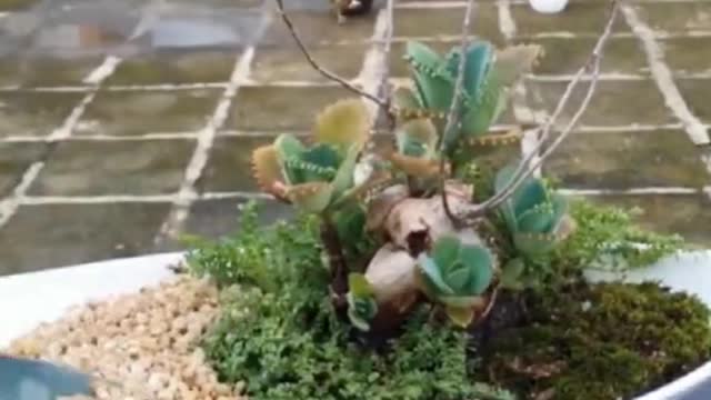 Teach you how to make bonsai easily hah