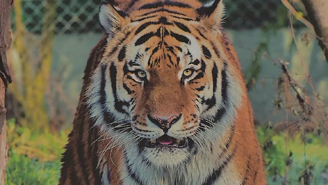 Siberian Tigers - Big Cats Wild Dcumentary (HD 1080p)