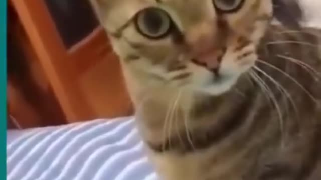 Cats and dogs fighting!