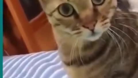 Cats and dogs fighting!