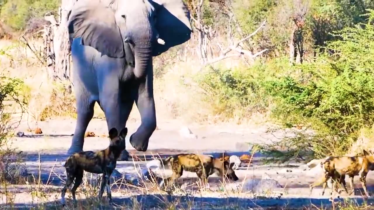 When animals messed with the wrong opponent !