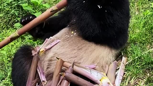 Ten Shitty Things Panda Cute Have Done In 2021