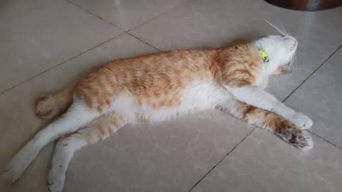 Life of a Cat ||