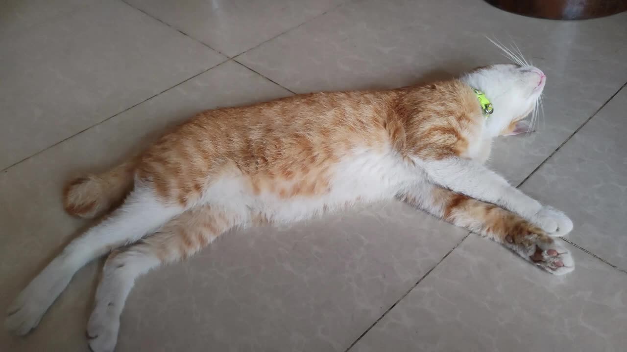 Life of a Cat ||