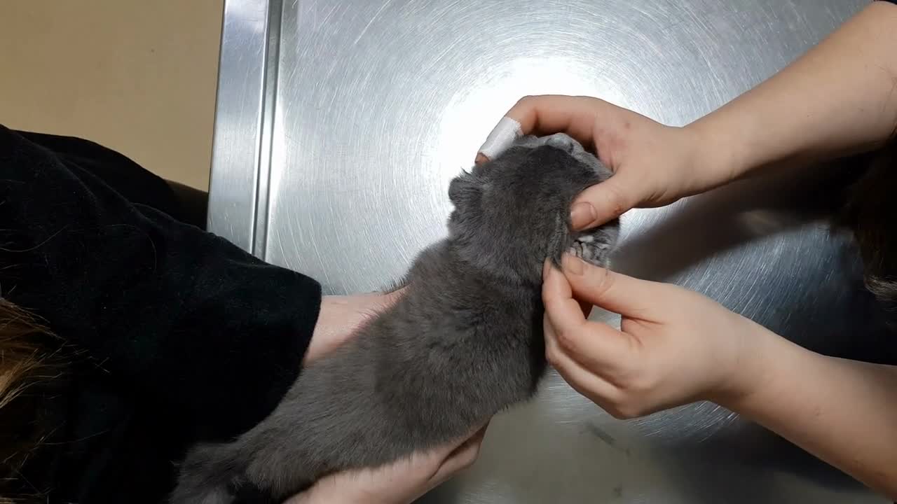 Beautiful scottish fold kitten at the veterinary getting her teeth checked