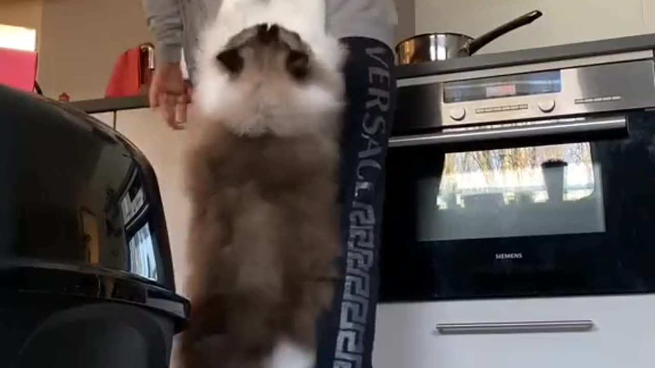 Funny Cat