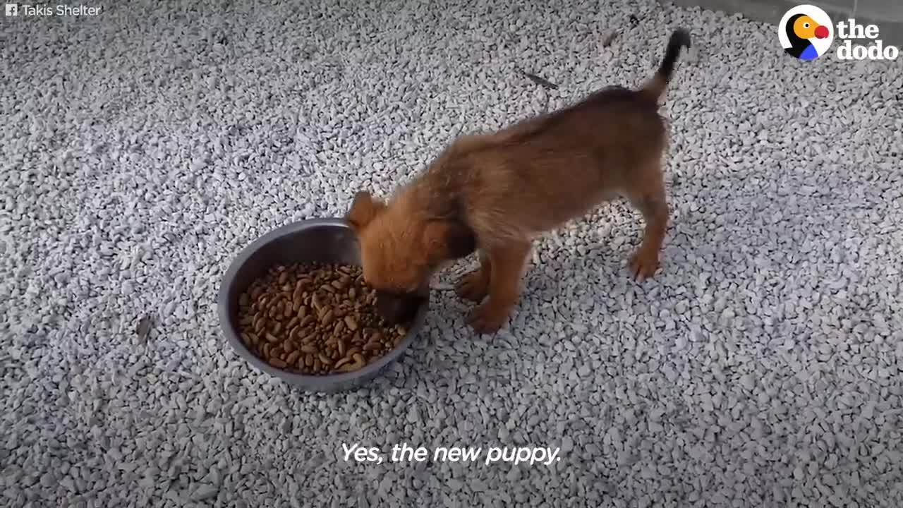 Puppy Abandoned In Middle Of Nowhere Gets Help From Stranger _ The Dodo