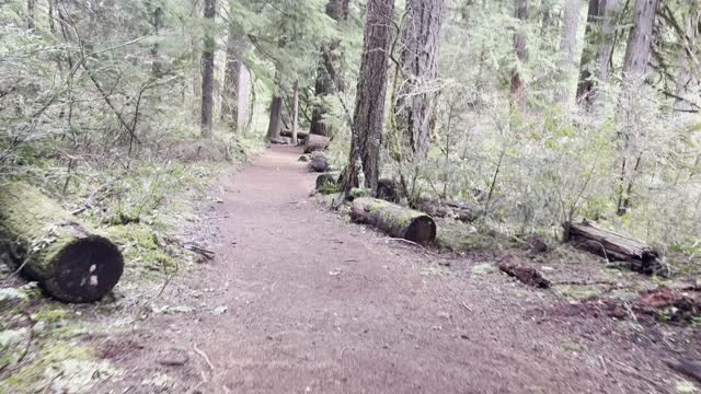 Tamolitch Blue Pool Trailhead – McKenzie River – Central Oregon – 4K