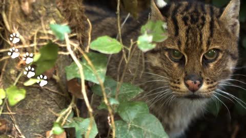 Fishing Cat: The Cat That Hunts Underwater