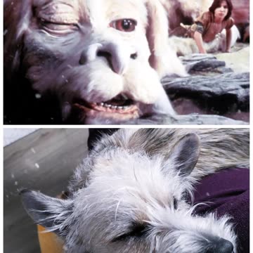 Isn't my dog similar?