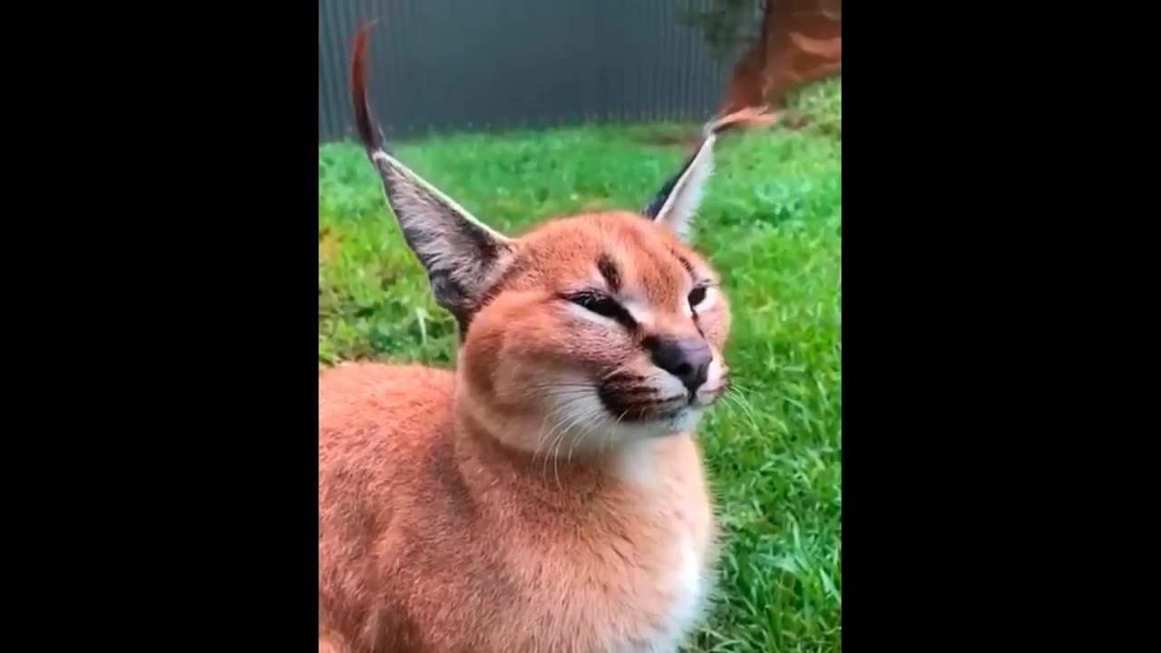 Best Funny Videos 🤣🤣🤣