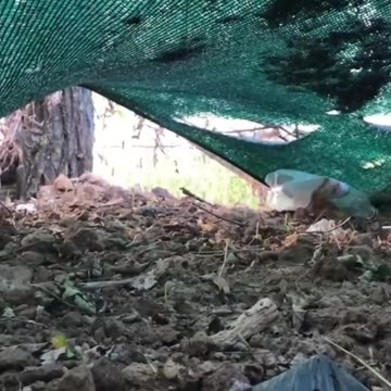 Russian helicopters attacking Ukrainian positions