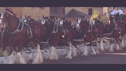 A horse travels thousands of miles without washing the sand