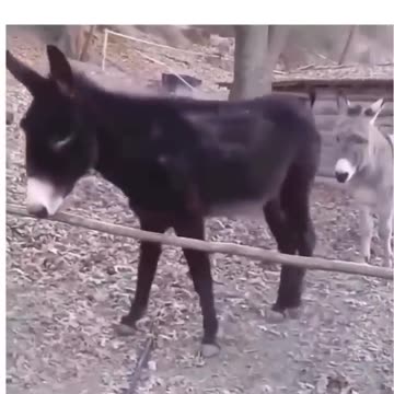 Lovely donkeys