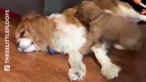 PROOF That Dogs Are The Most Dramatic Animals