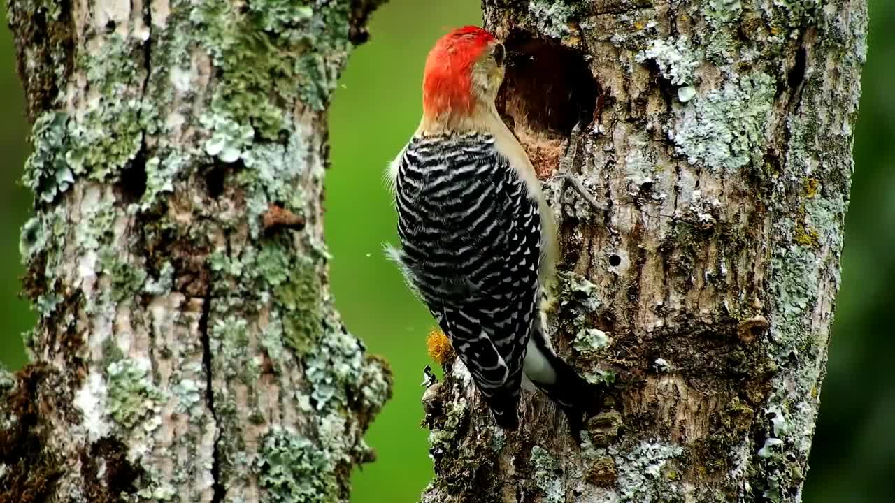 beautiful Birds videos,