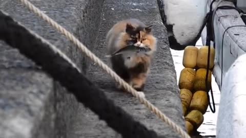 Japan is home to 11 cat islands! In some of them,