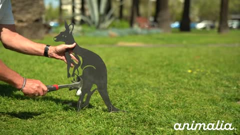 Animalia Art Australia - How to install a kangaroo