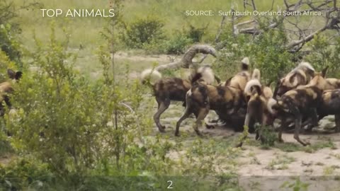 7 CRAZY MOMENTS WILD DOGS LIKE TO HUNT PREGNANT AND YOUNG PREY~5