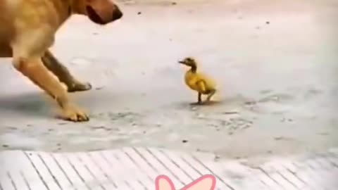 A little duck who loves to fight👍👍🤟