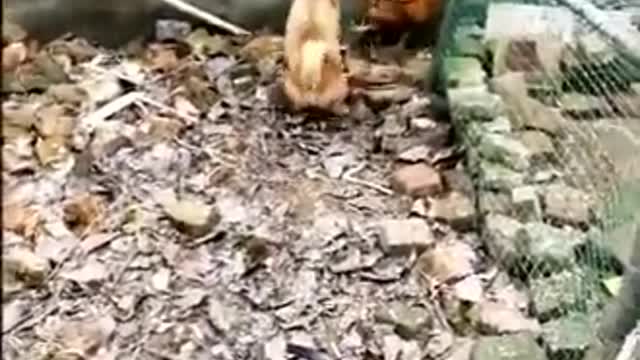 Dog and cock funny video