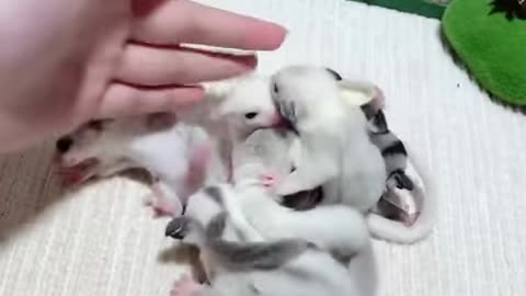 Adorable Sugar Glider Family Sleeping #shorts #sugarglider #sugarglidercare